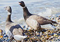 Branta bernicla